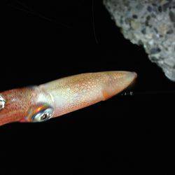 とうとうアオリがやってきた